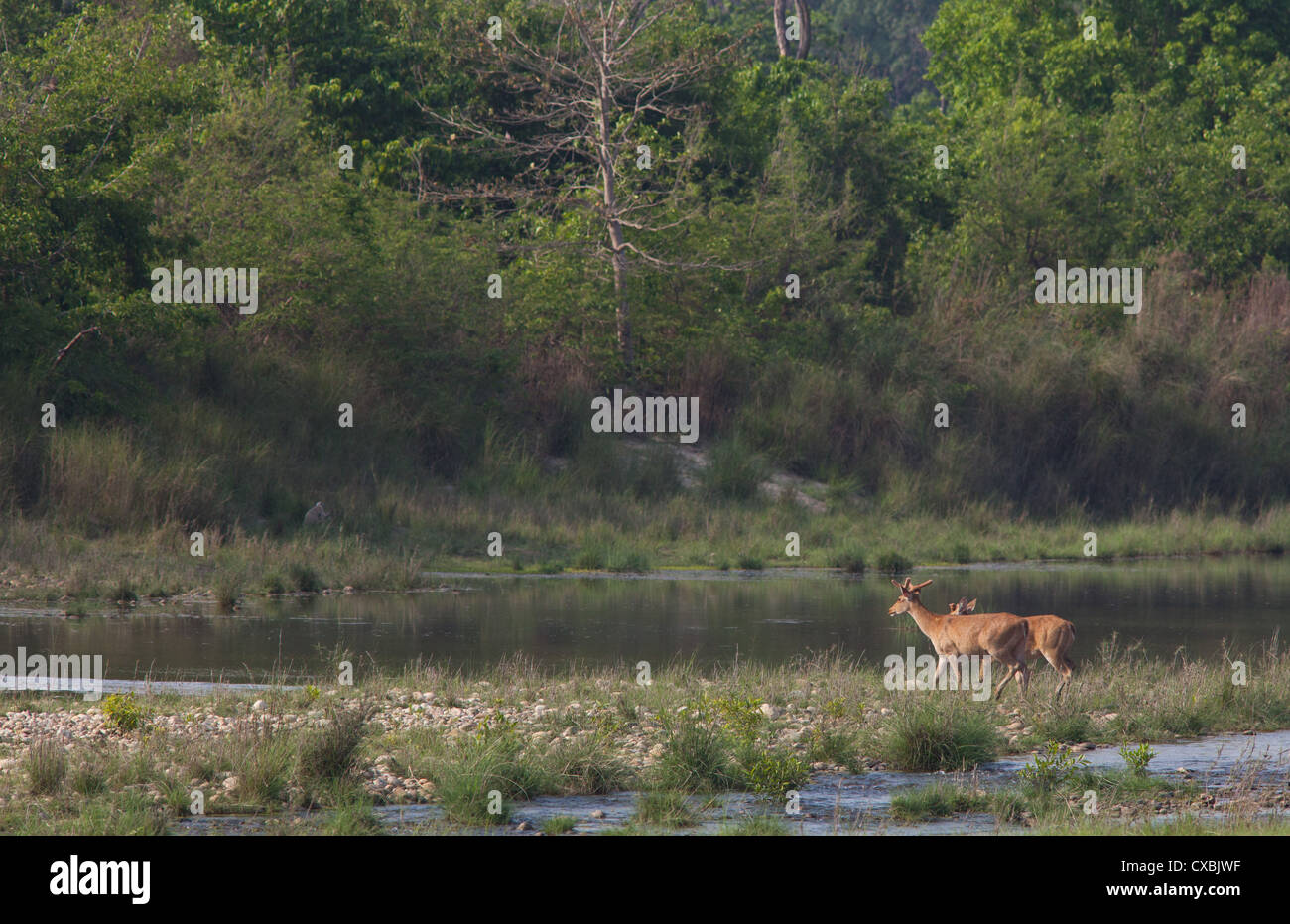 Le cerf des marais, Rucervus duvaucelii, parc national de Bardia, Népal Banque D'Images