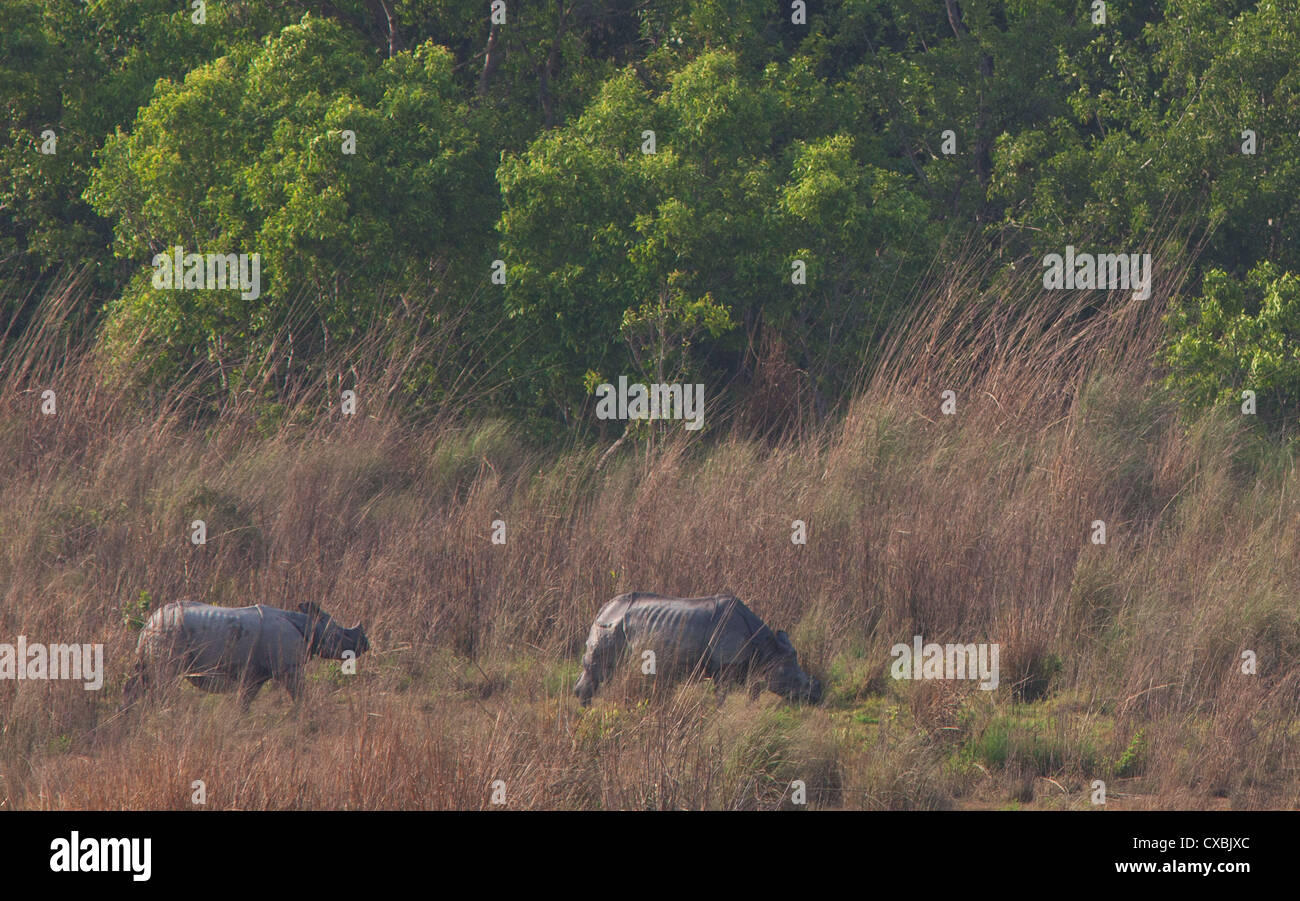 Indian rhinocéros à une corne, Rhinoceros unicornis, le parc national de Bardia, Népal Banque D'Images