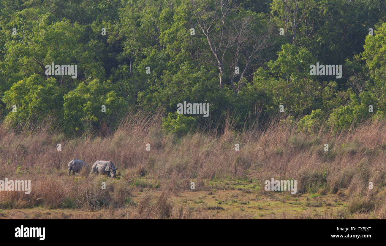 Indian rhinocéros à une corne, Rhinoceros unicornis, le parc national de Bardia, Népal Banque D'Images