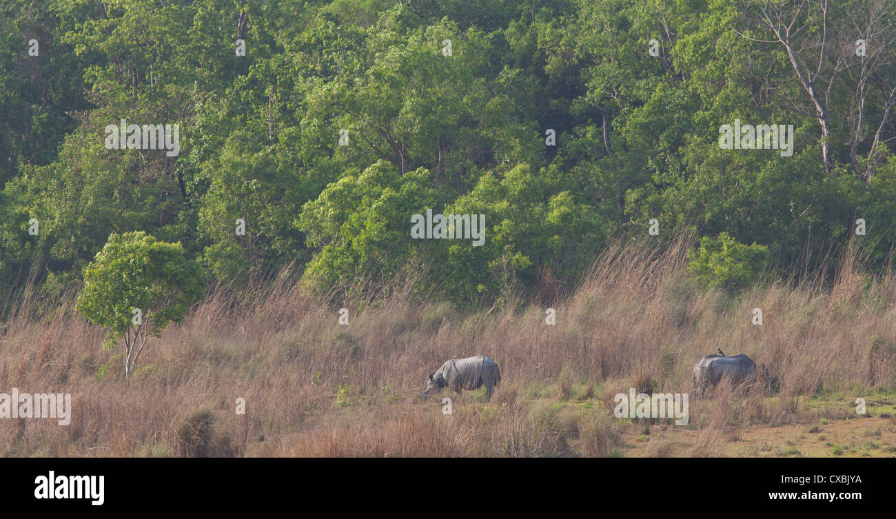 Indian rhinocéros à une corne, Rhinoceros unicornis, le parc national de Bardia, Népal Banque D'Images