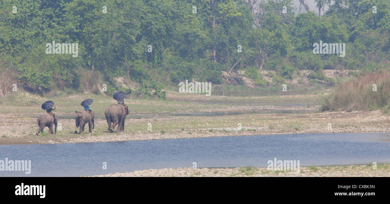 Nepali Mahouts équitation leurs éléphants à côté d'une rivière dans le parc national de Bardia, Népal Banque D'Images