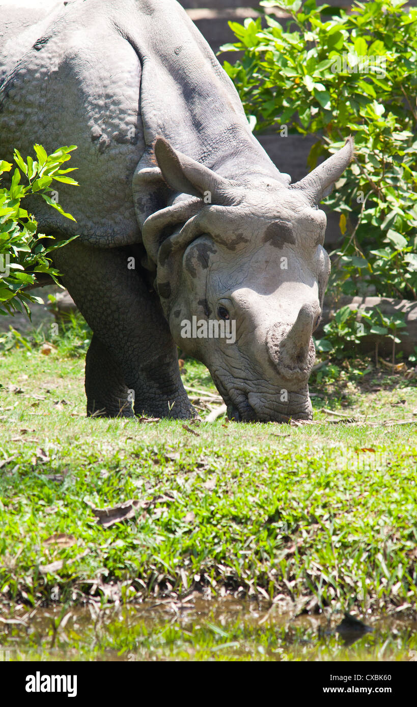 Indian rhinocéros à une corne, Rhinoceros unicornis, le parc national de Bardia, Népal Banque D'Images