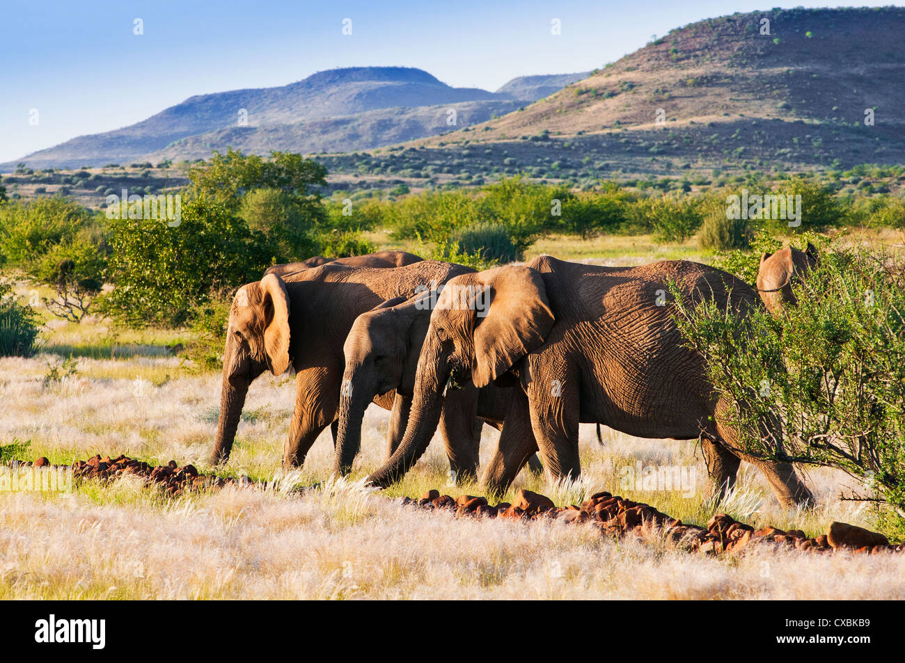 L'éléphant africain (Loxodonta africana), Damaraland, région de Kunene, Namibie, Afrique Banque D'Images