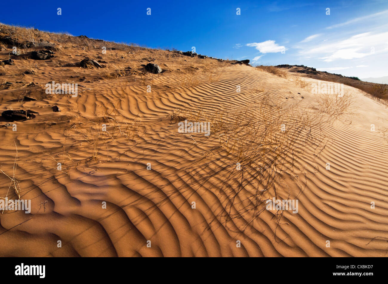 Zone de vallée de la rivière Huab, Damaraland, région de Kunene, Namibie, Afrique Banque D'Images