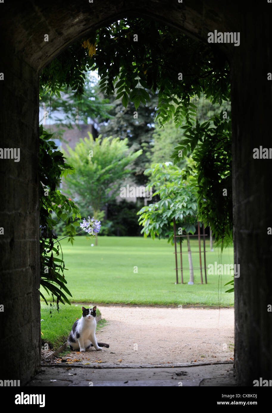 Un chat par une arche de pierre dans un jardin Anglais UK Banque D'Images