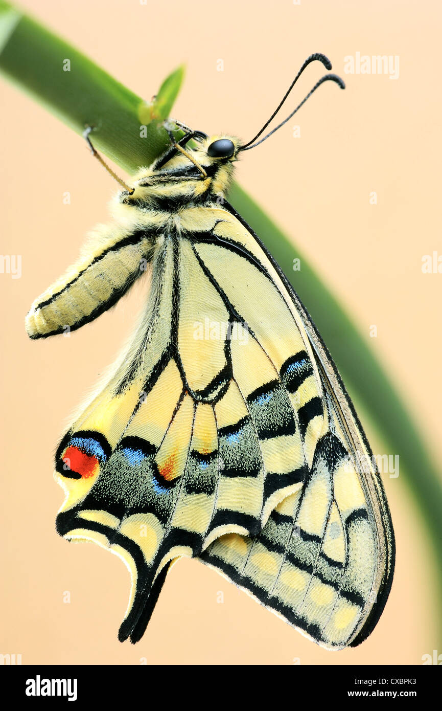 Swallowtail butterfly sur une fleur feuille, isolé sur un fond brun. Banque D'Images