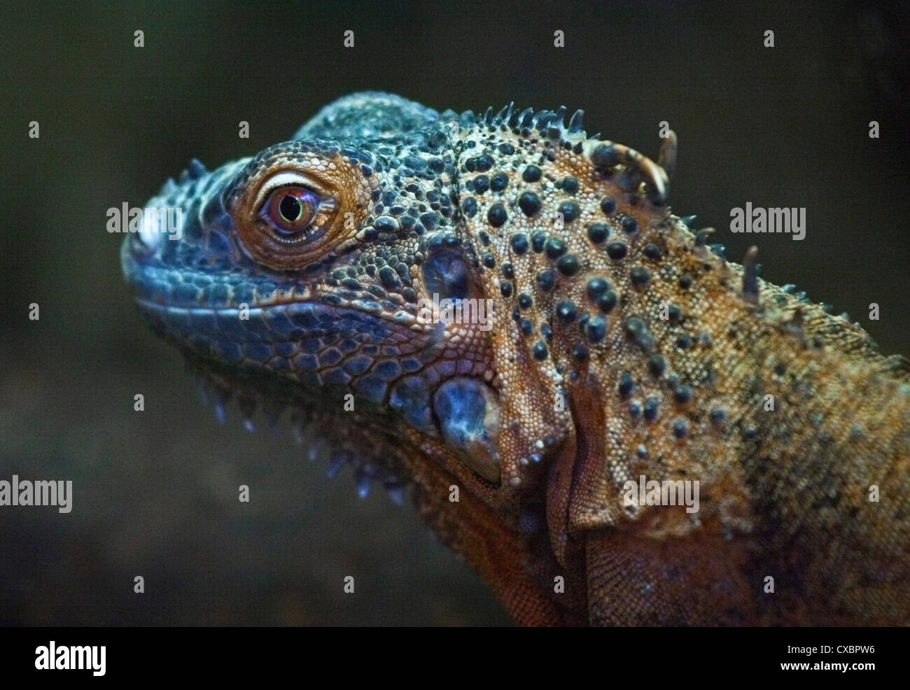 Iguana cubain (Cyclura nubila) Banque D'Images