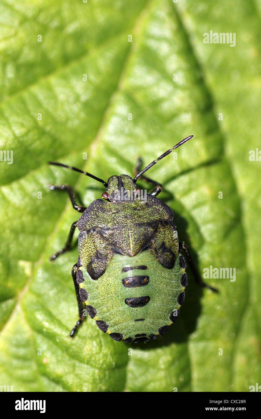 Green Shield Bug nymphe Palomena prasina Banque D'Images