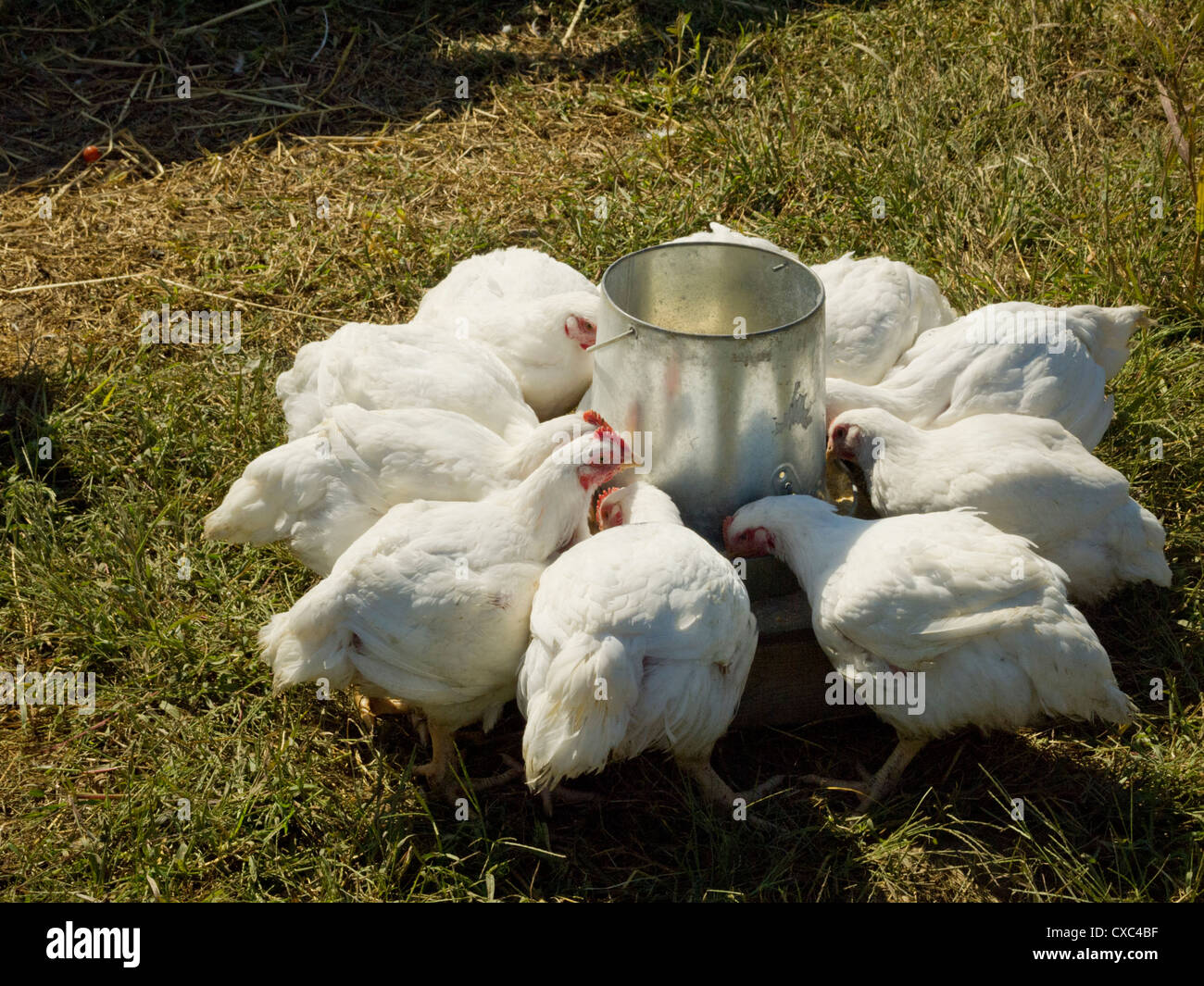 Alimentation des poules Banque D'Images