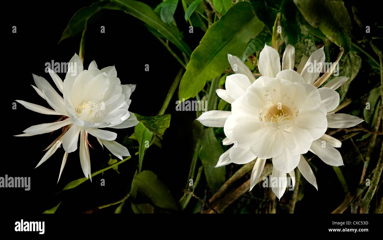 Reine de la nuit (Epiphyllum Oxypetalum), les fleurs d'une seule fois à  minuit pendant quelques heures, puis la fleur tombe, Philippines Photo  Stock - Alamy