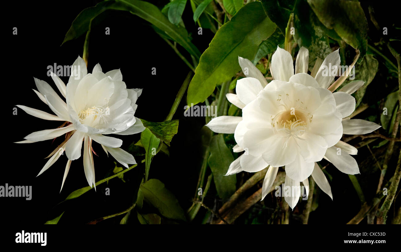 Reine De La Nuit Epiphyllum Oxypetalum Les Fleurs D Une Seule Fois A Minuit Pendant Quelques Heures Puis La Fleur Tombe Philippines Photo Stock Alamy