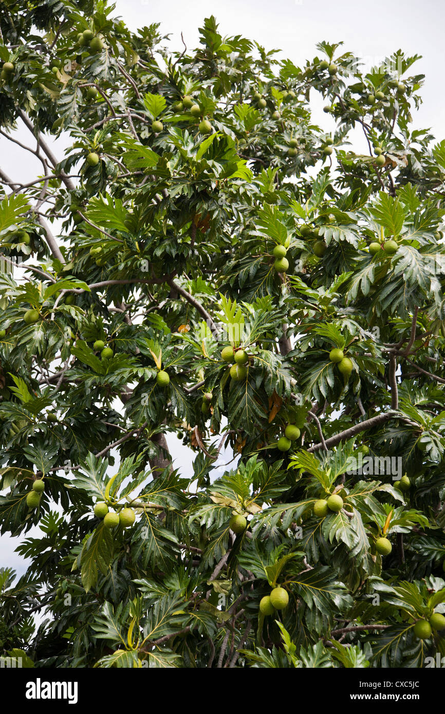 L'arbre à pain (Artocarpus altilis) arbre, Kingstown, Saint Vincent, Saint Vincent et les Grenadines, Petites Antilles, Antilles Banque D'Images