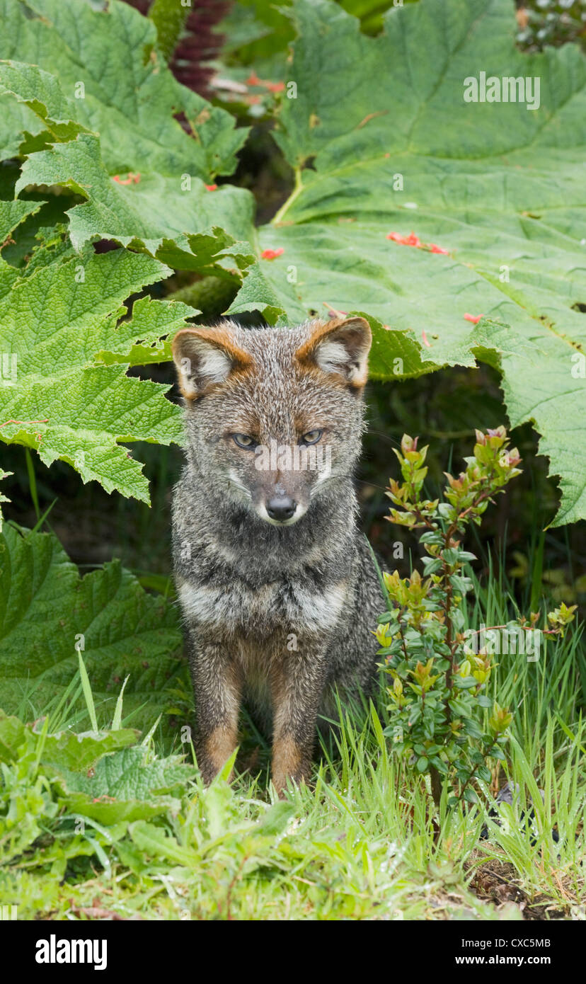 Darwin's Fox (Pseudalopex fulvipes) WILD, Ile de Chiloé, Chili, en voie de disparition Banque D'Images