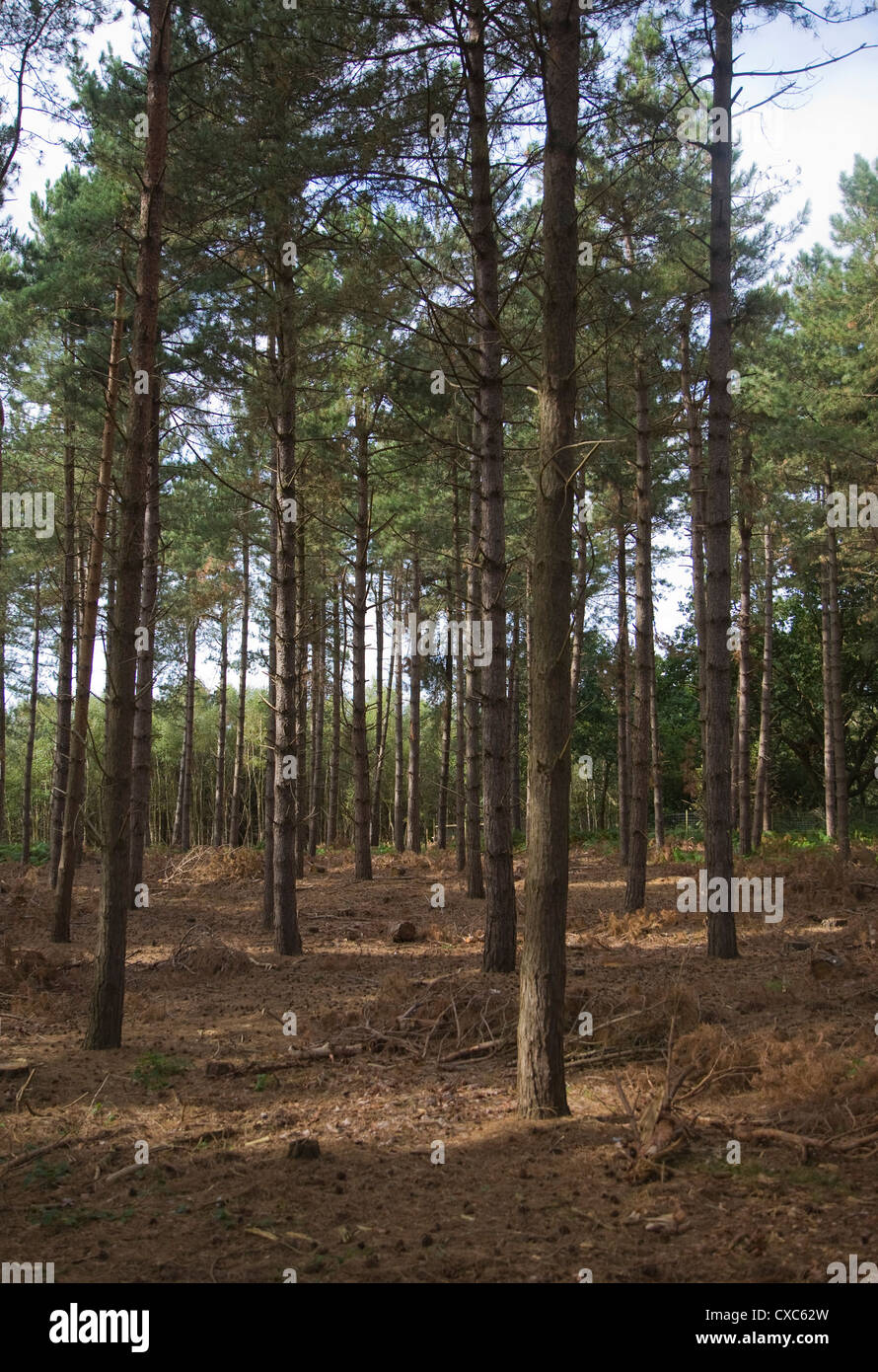 Arbres de conifères Banque de photographies et d’images à haute ...