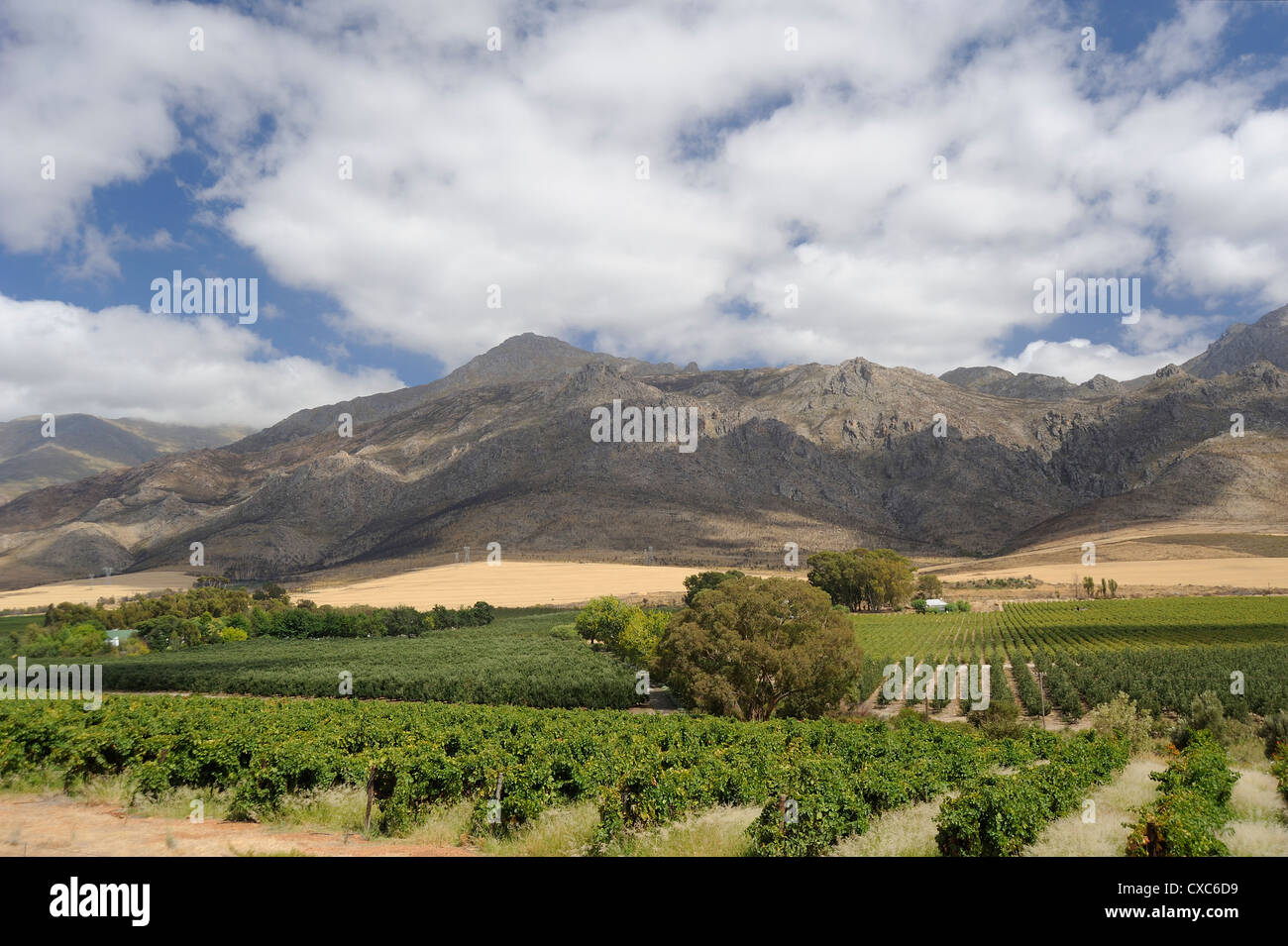 Domaine viticole, la Route des Vins, Petit Karoo, Eastern Cape, Afrique du Sud, l'Afrique Banque D'Images