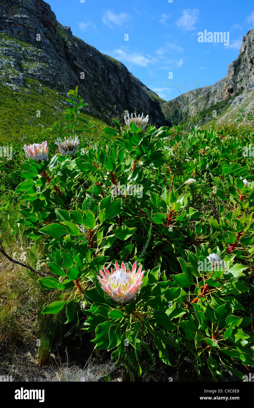 Protea, la fleur nationale, Garden Route, Province du Cap, Afrique du Sud, l'Afrique Banque D'Images