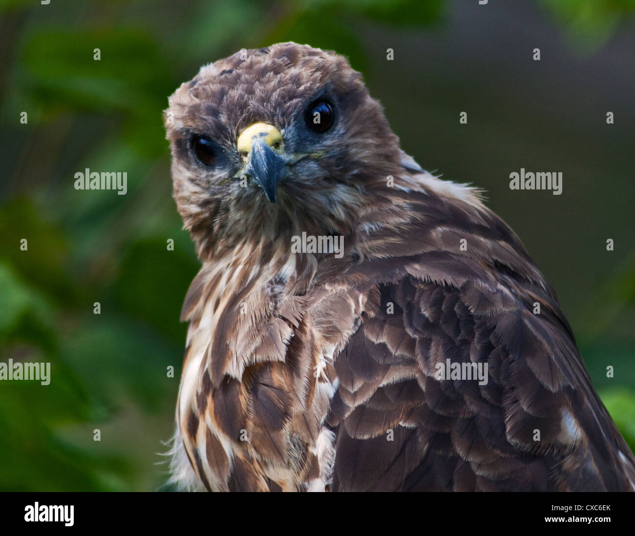 Ou européenne buse variable (Buteo buteo) Banque D'Images