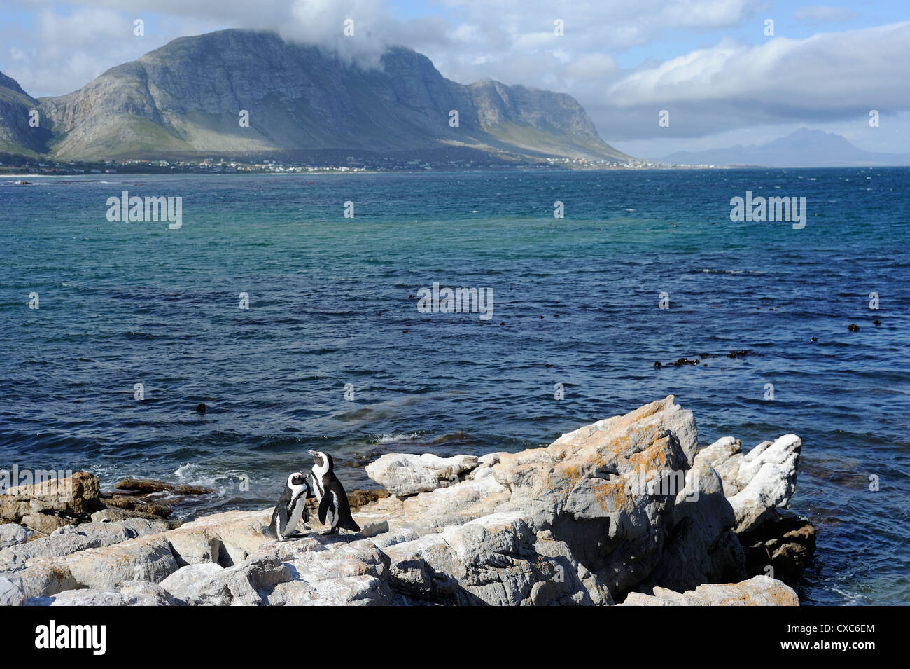 Pingouins africains, Betty's Bay, dans la province du Cap, Afrique du Sud, l'Afrique Banque D'Images