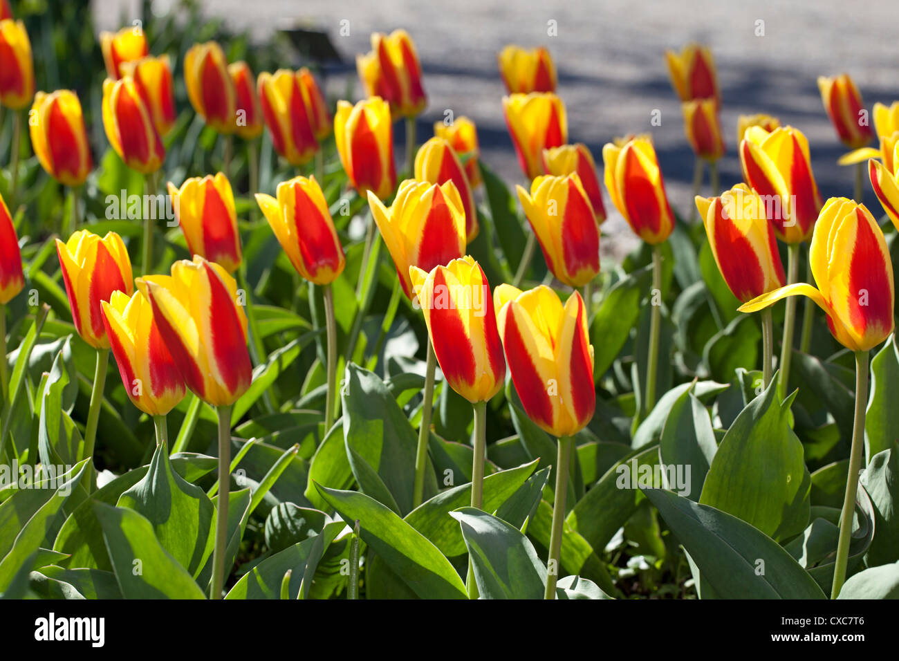 'Stresa' Kaufmanniana Tulipe, Tulipa kaufmanniana (Näckrostulpan) Banque D'Images