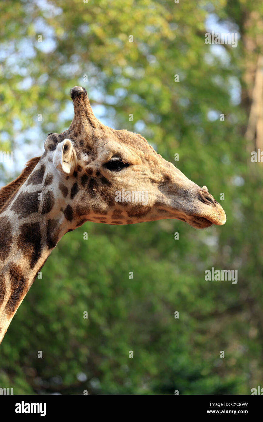 Male giraffe Banque de photographies et d’images à haute résolution Alamy