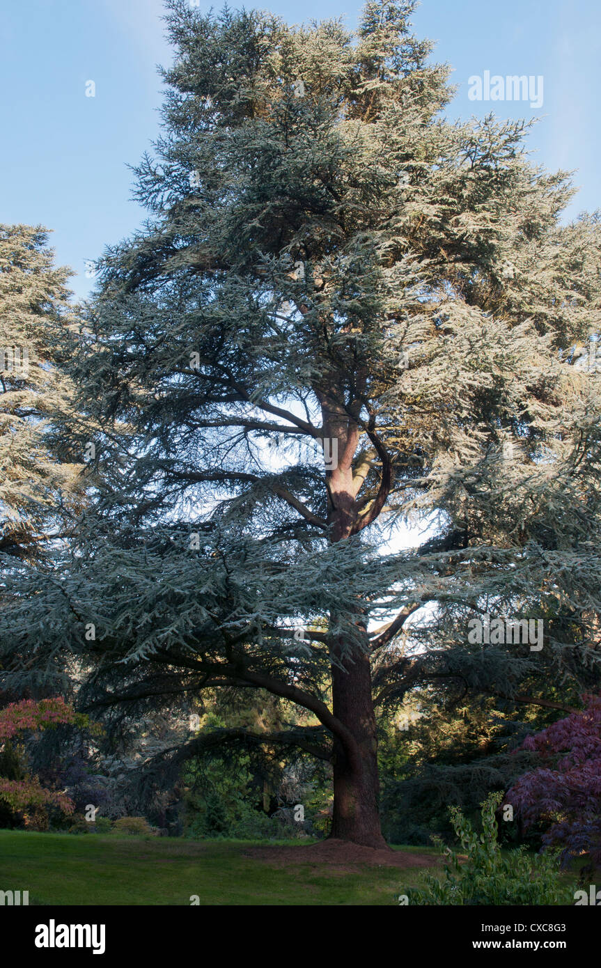 CEDRUS ATLANTICA GLAUCA À BATSFORD ARBORETUM Banque D'Images