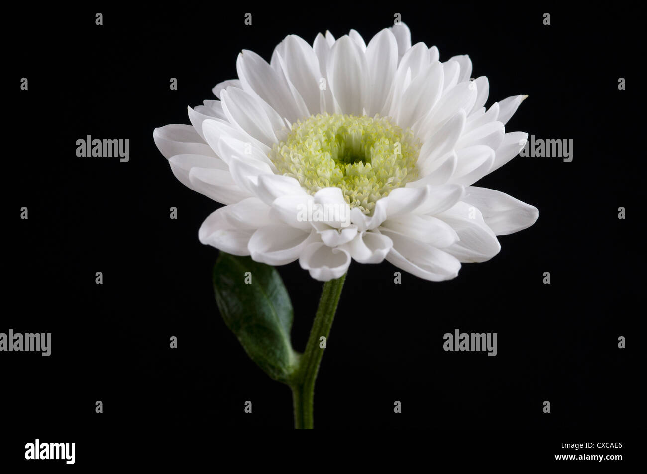 Les fleuristes chrysanthème blanc-VIE ENCORE Banque D'Images