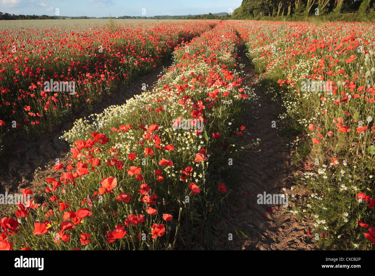 Flandre Coquelicots Chiltern Hills Oxfordshire England UK Banque D'Images