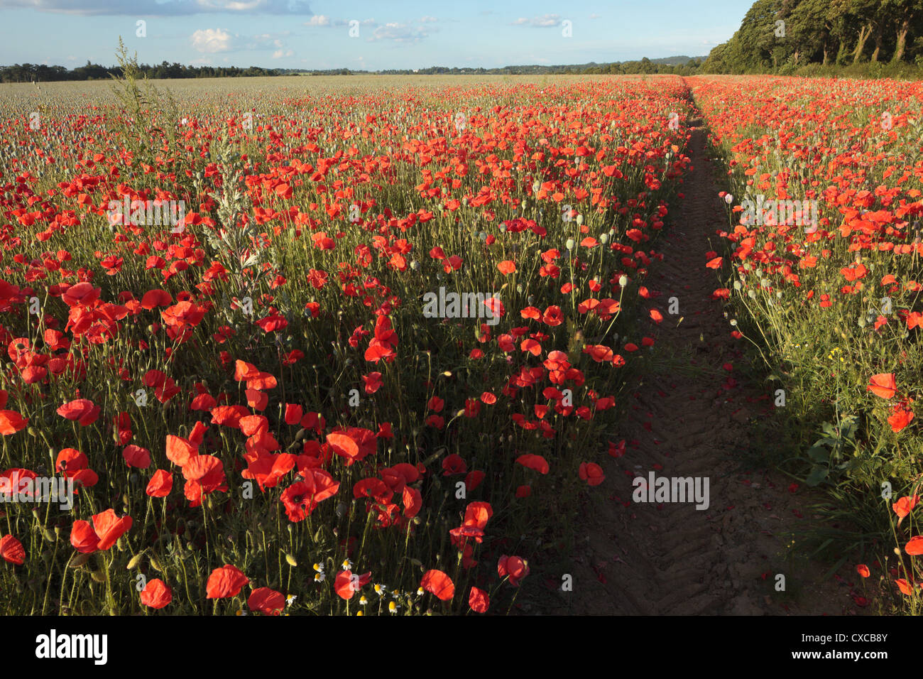 Flandre Coquelicots Chiltern Hills Oxfordshire England UK Banque D'Images