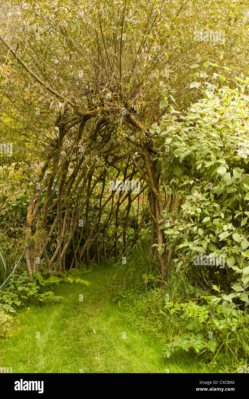 L'eau de l'usine Westonbury Pembridge Gardens Herefordshire Angleterre Royaume-uni. Banque D'Images