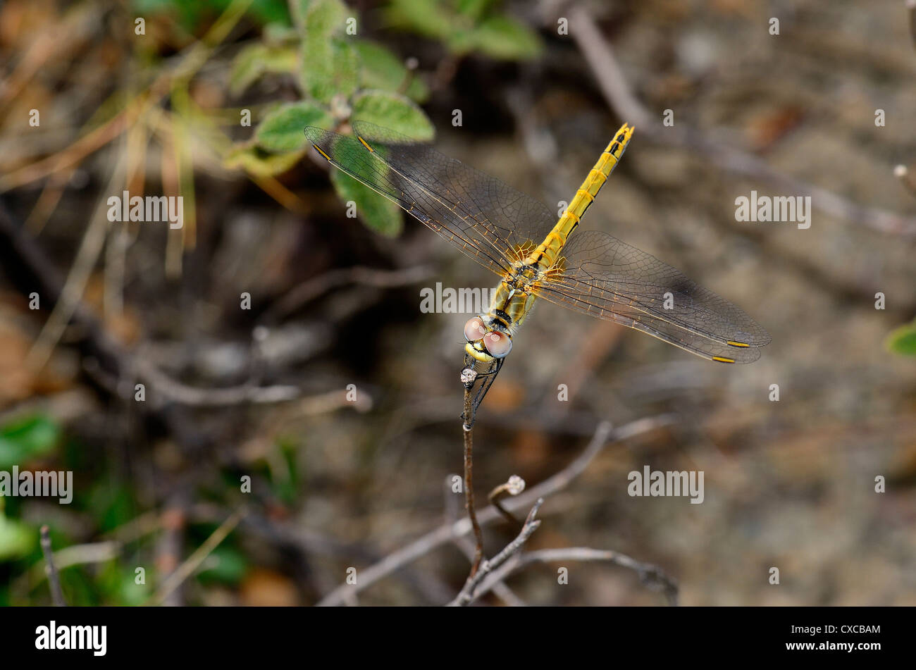 Libellules de sont environnement naturel Banque D'Images