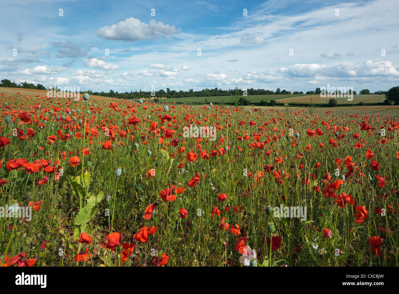 Flandre Coquelicots Chiltern Hills Oxfordshire England UK Banque D'Images