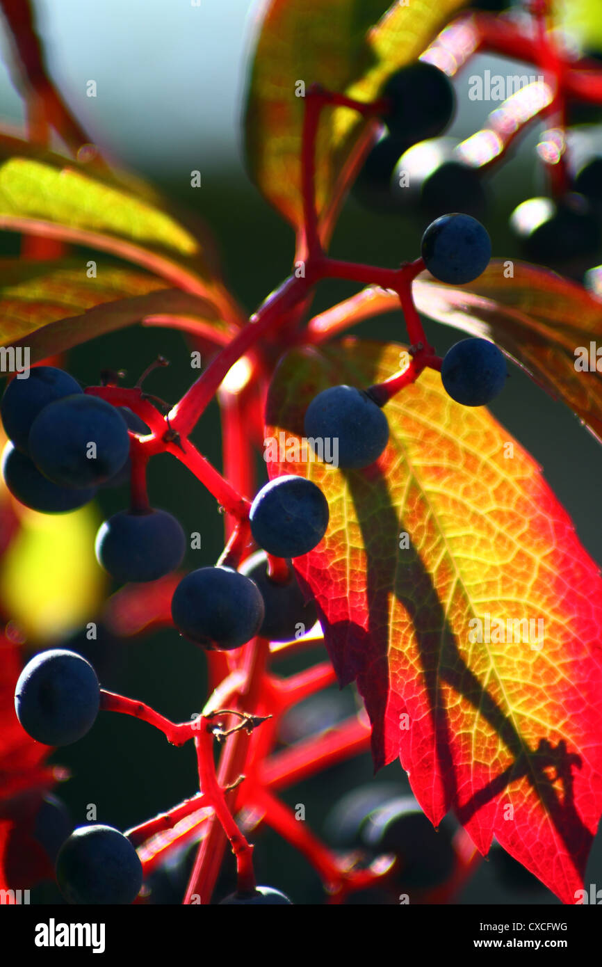 Réducteur japonais, Boston ivy, Raisin, Ivy, ivy japonais et du Parthenocissus tricuspidata - woodbine Banque D'Images