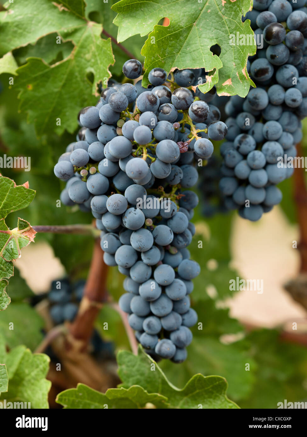 Prêts pour la récolte de raisin rouge à Scala dei, Priorat, Tarragona, Catalogne, Espagne Banque D'Images