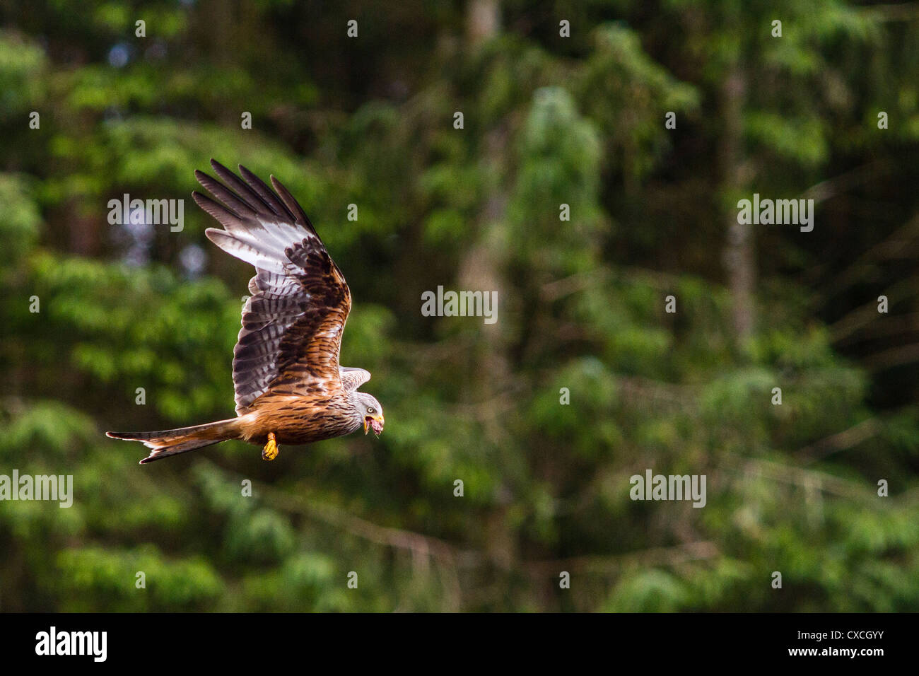 Puffine sur l'île de Skomer, Pembrokeshire Banque D'Images