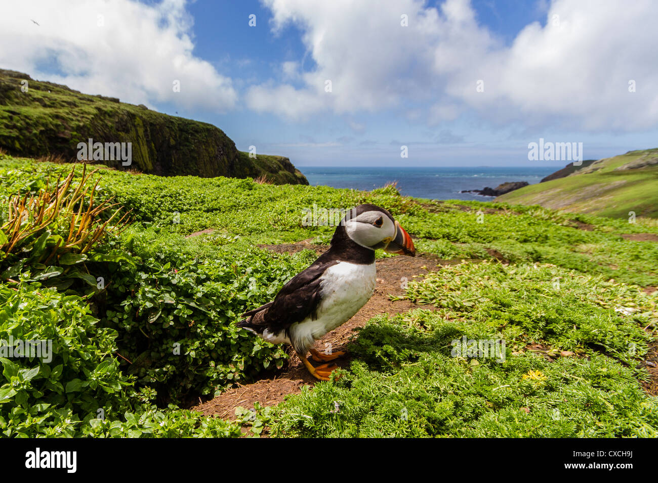Puffine sur l'île de Skomer, Pembrokeshire Banque D'Images