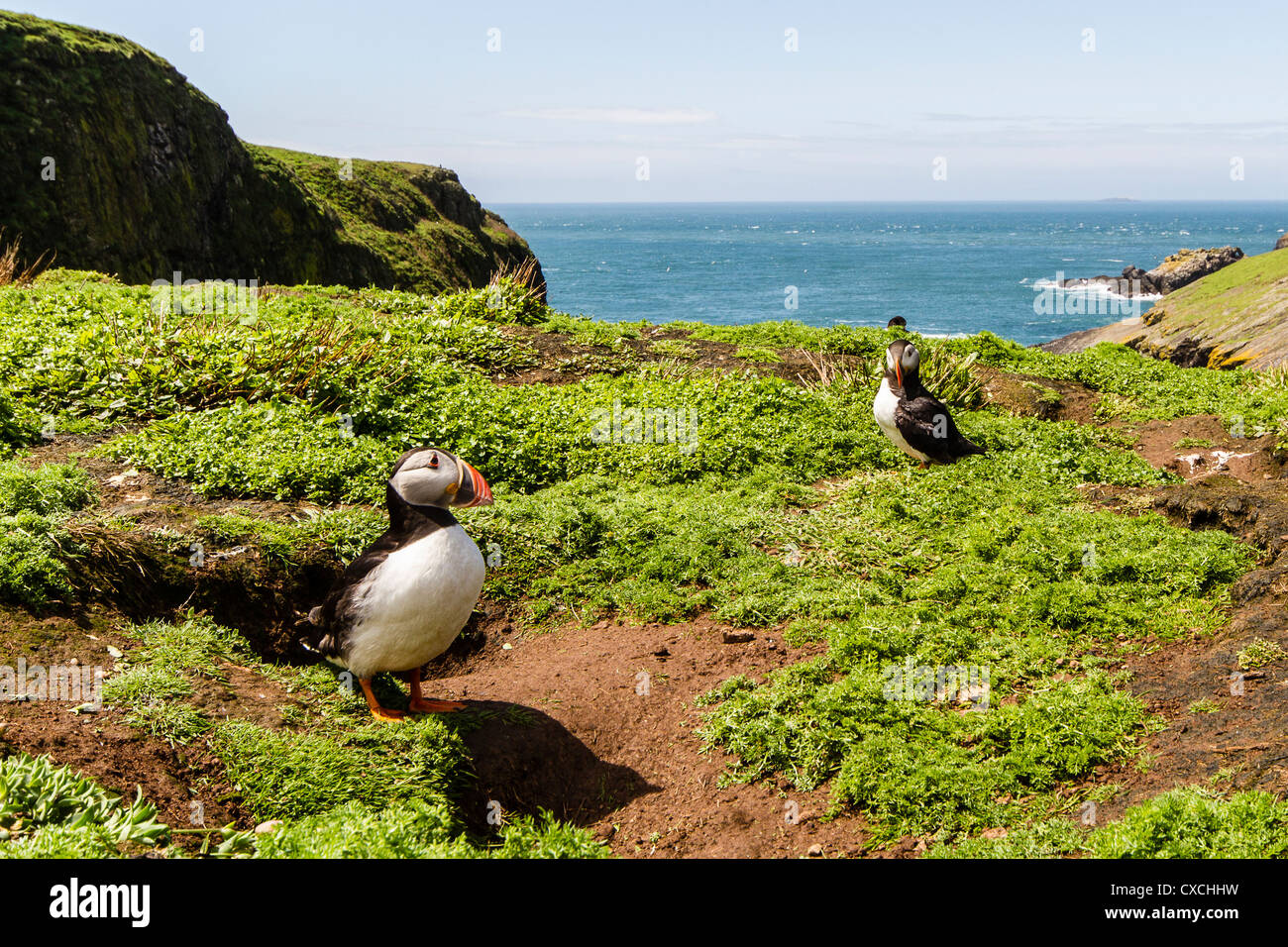 Puffine sur l'île de Skomer, Pembrokeshire Banque D'Images