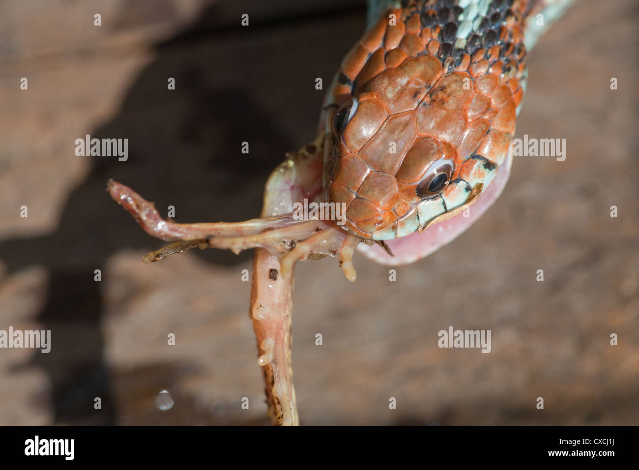 San Francisco (Thamnophis sirtalis tetrataenia). L'ingestion d'une grenouille (Rana sp. ), Après avoir démarré à partir de la tête de ligne. Banque D'Images