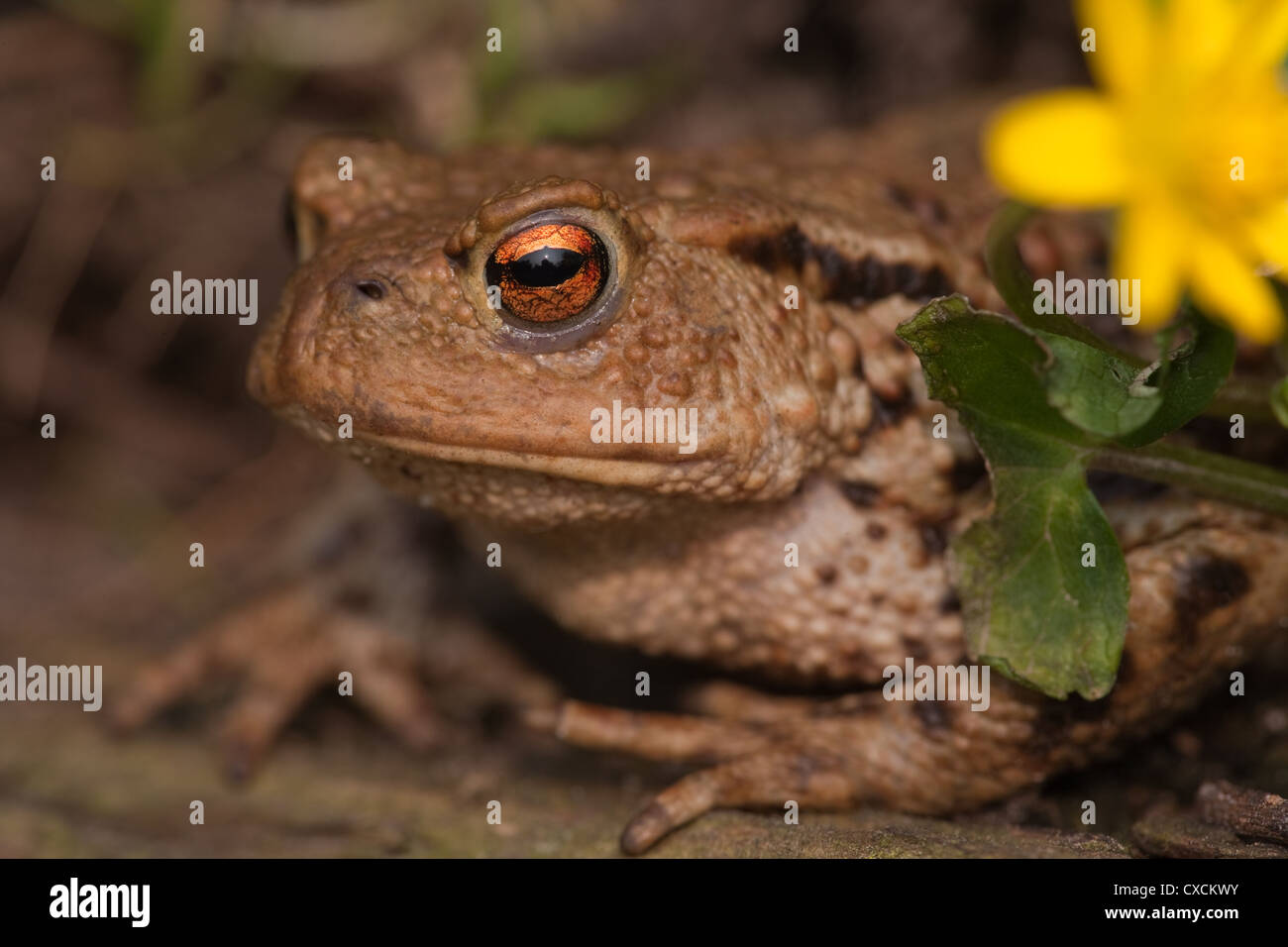 Crapaud commun (Bufo bufo). Portrait. Banque D'Images