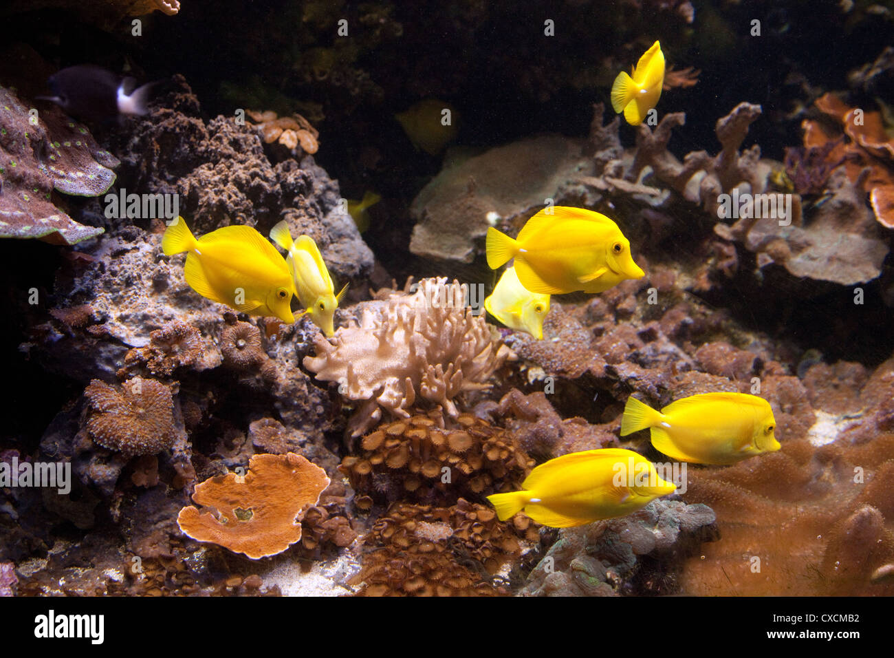 Tang jaune Poisson, London Aquarium, Londres UK Banque D'Images