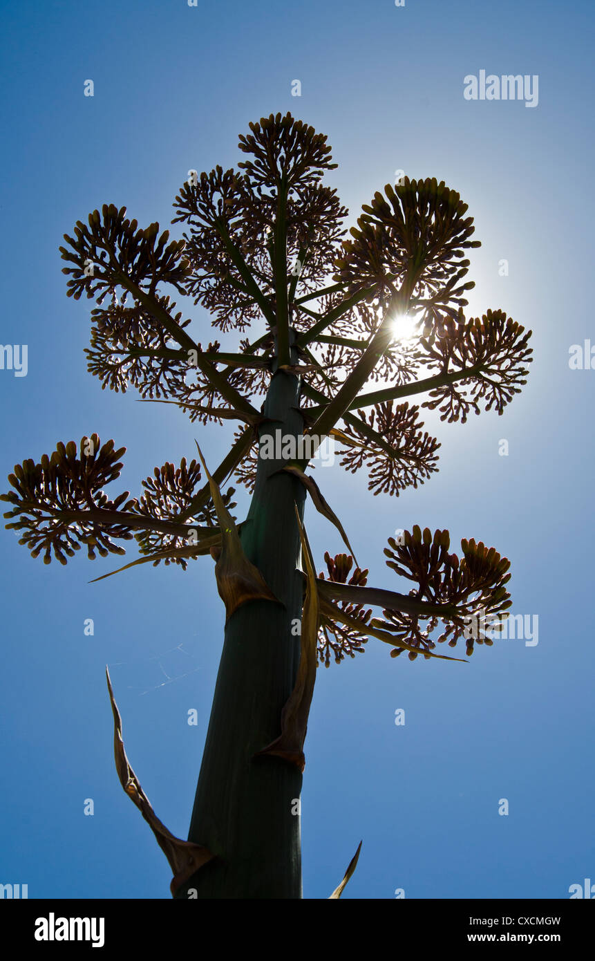 Agave americana, communément appelé le siècle, des plantes de bassin Tonto, le Centre de l'Arizona. USA Banque D'Images