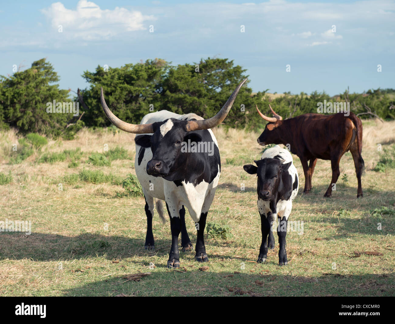 Une vache Texas Longhorn, Bos bos, veau avec à ses côtés, et une autre vache derrière elle. Banque D'Images