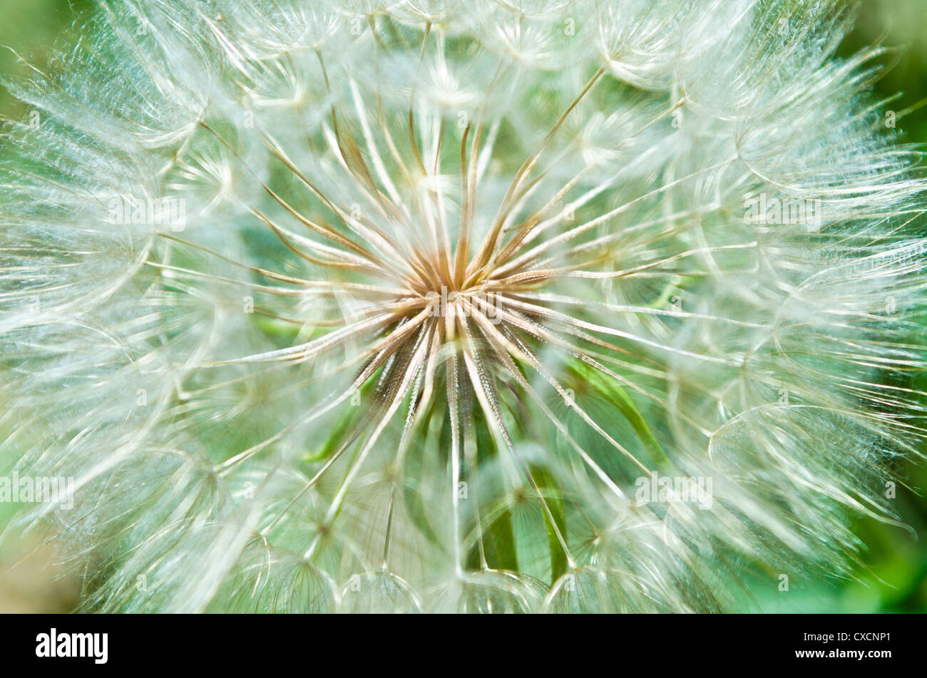 Les graines du Tragopogon dubius sont brunes, les akènes côtelés. Les soies de l'aigrette tan de salsifis jaune. Banque D'Images