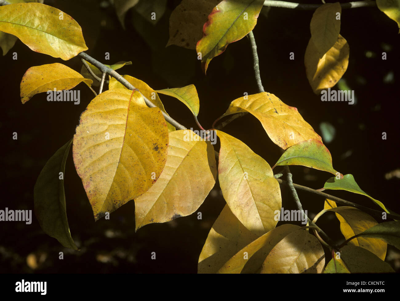 (Tupelo) Nyssa sylvatica (NYSSACEAE) Banque D'Images