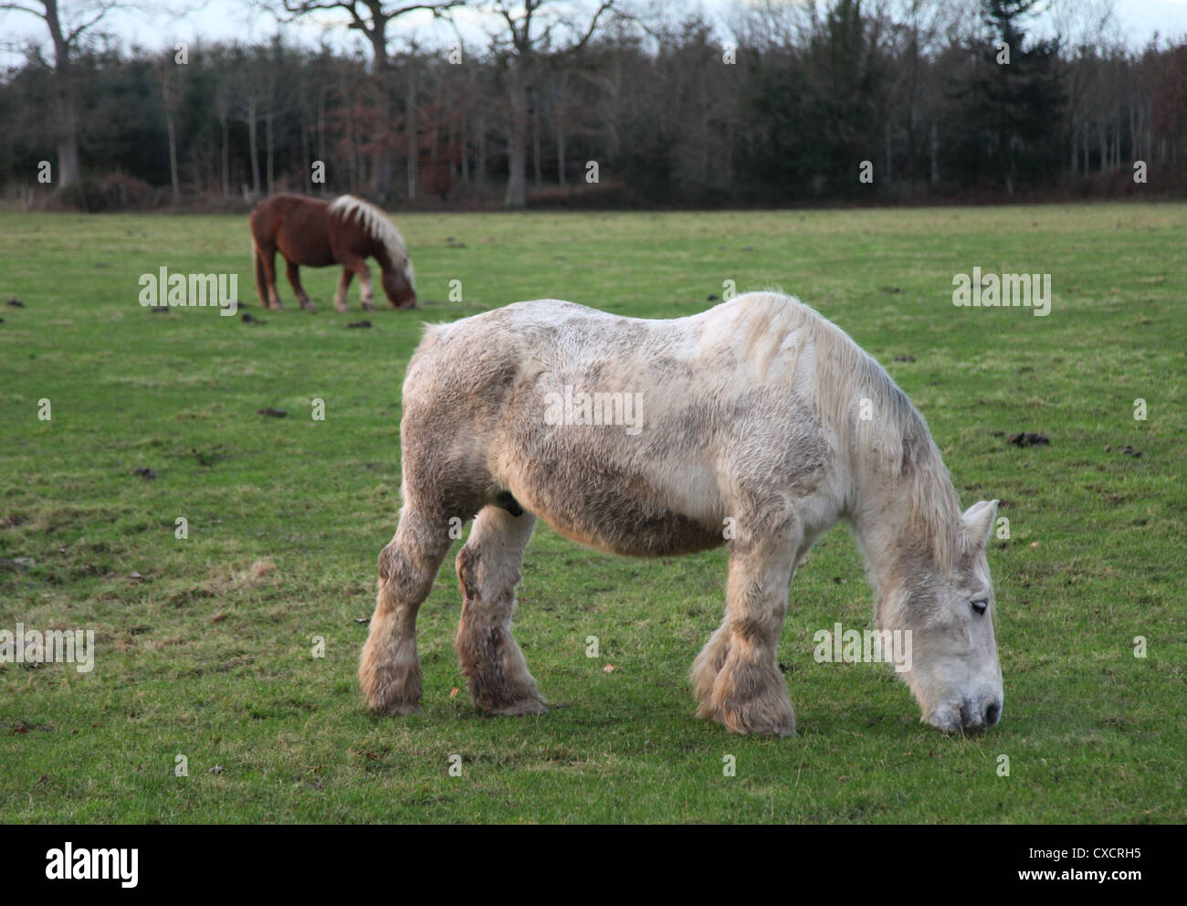 C' une photo d'un cheval ou des chevaux qui est blanc et est dans un champ vert plein d'herbe fraîche dans la campagne française Banque D'Images