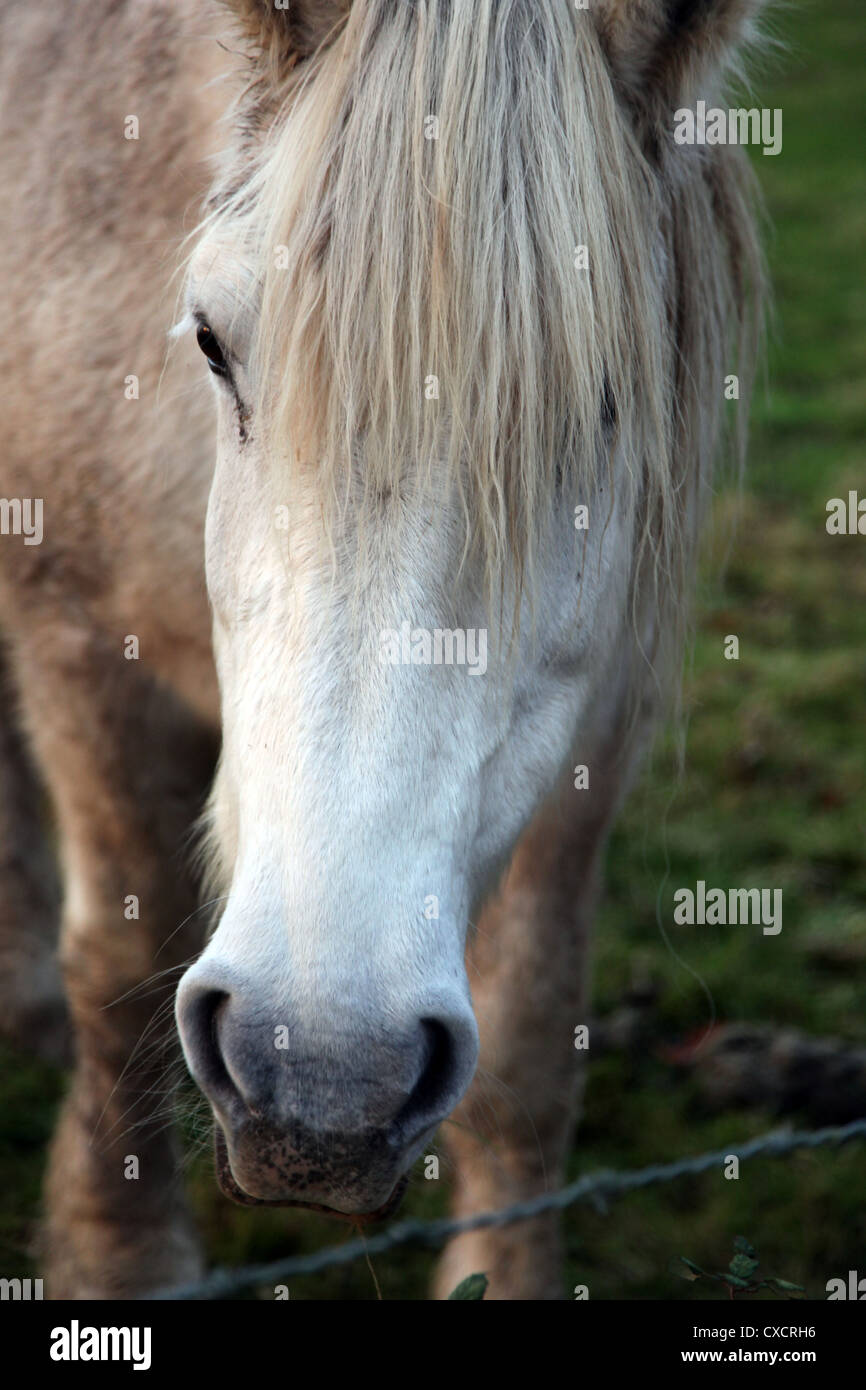 C' une photo d'un cheval ou des chevaux qui est blanc et est dans un champ vert plein d'herbe fraîche dans la campagne française Banque D'Images