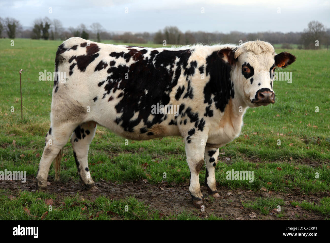 C'est une photo d'une vache normande dans un champ d'herbe en Normandie, à l'ouest de la France. C'est dans une ferme et l'animal nous regarde. Banque D'Images