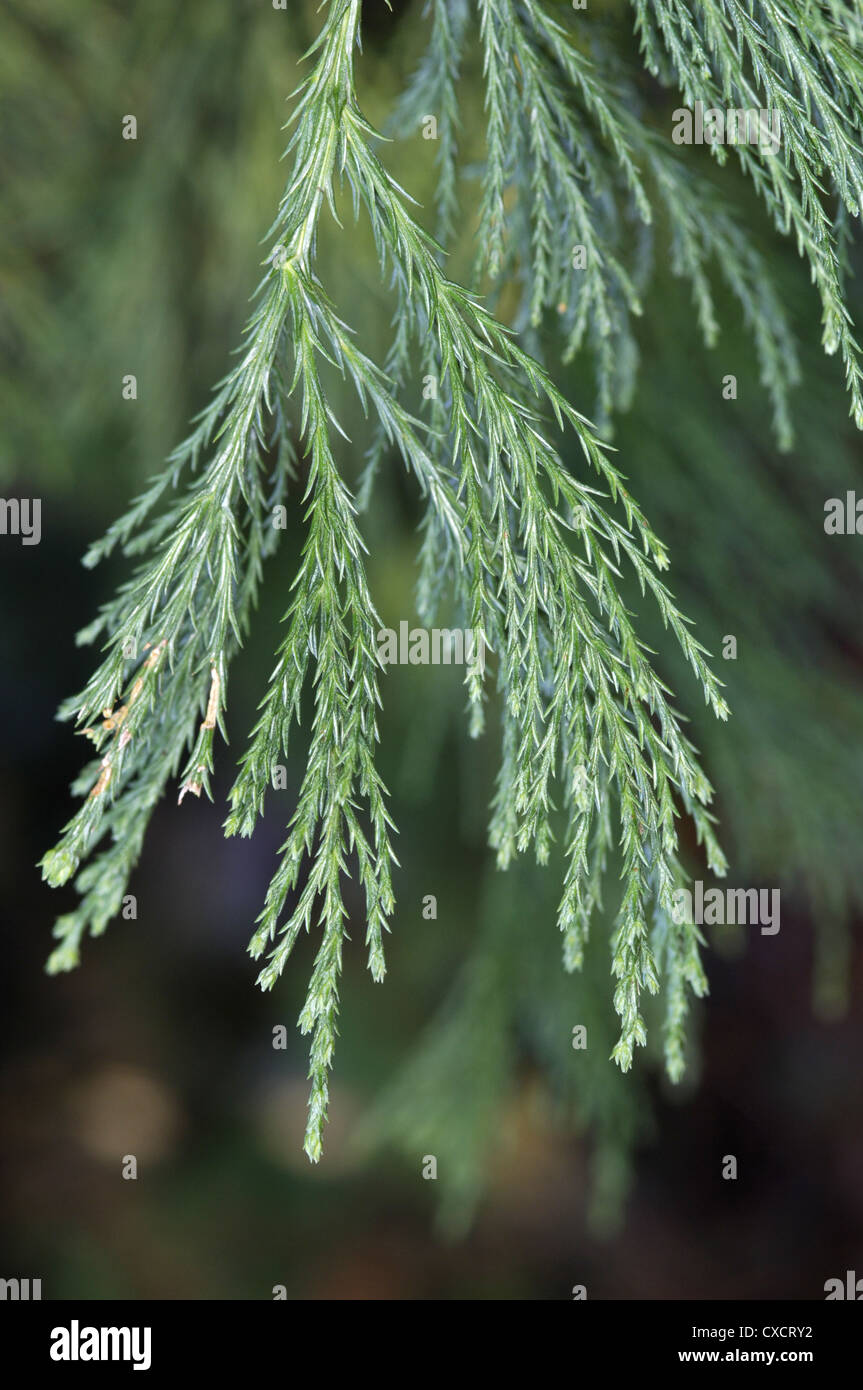 Wellingtonia (séquoia géant (Sequoiadendron giganteum) Taxodiaceae) Banque D'Images