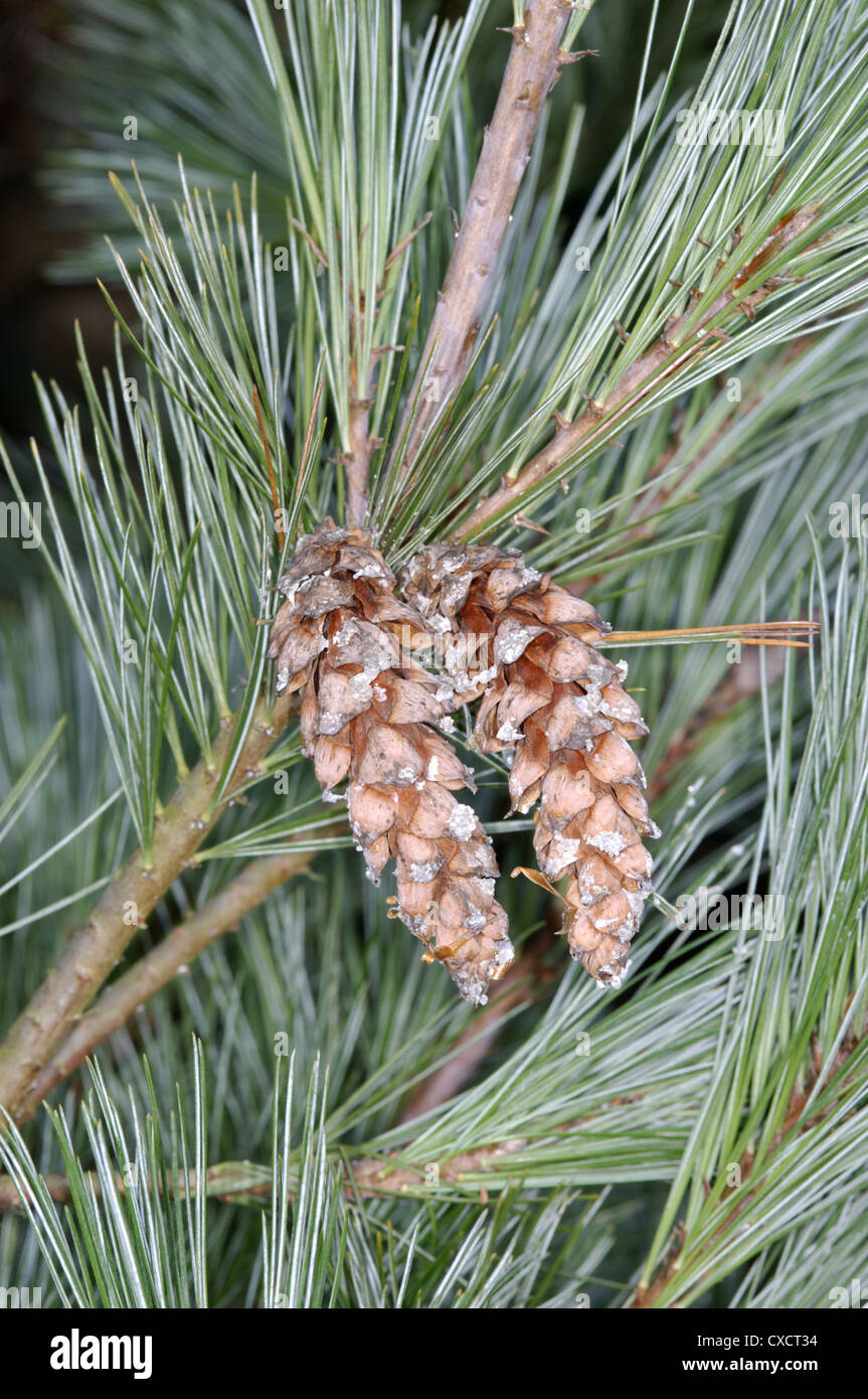 Weymouth pine cones pinus strobus Banque de photographies et d’images à — free download