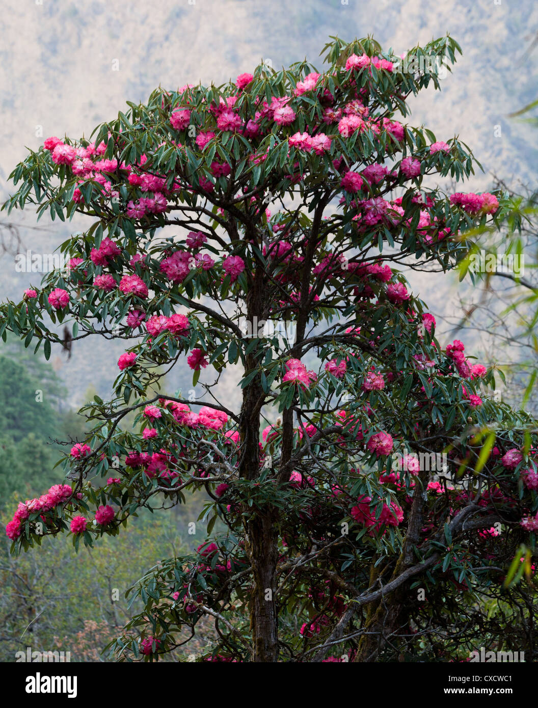 Rose Tree Rhododendrum Rhododendrons Rhododendron arboreum, rose, Népal Photo Stock - Alamy