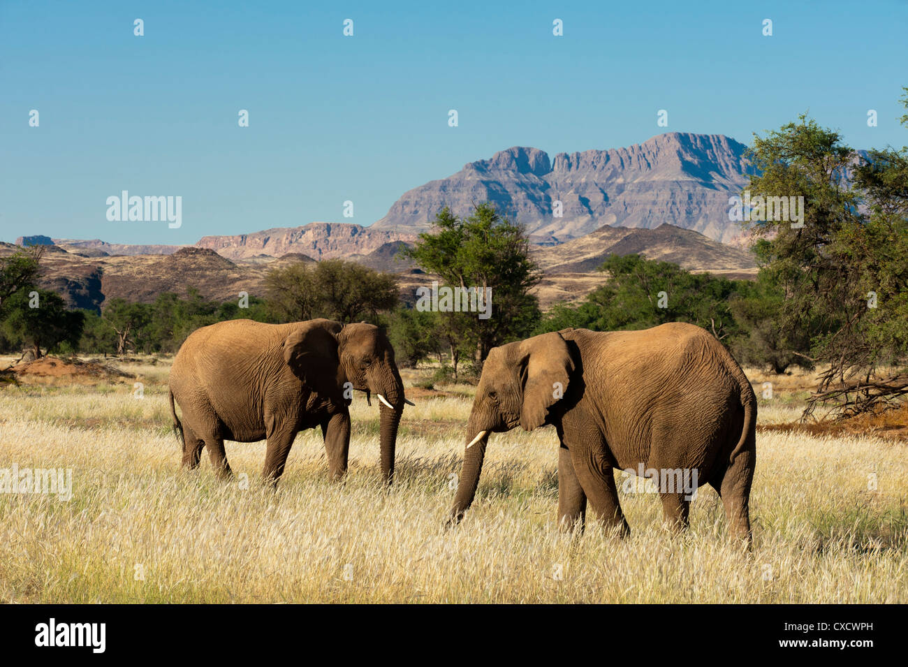 Désert éléphants (Loxodonta africana), la vallée de la rivière Huab, Torra Conservancy, Damaraland, Namibie, Afrique Banque D'Images